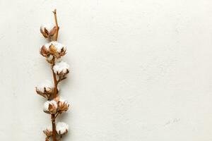 Autumn Floral composition. Dried white fluffy cotton flower branch top view on colored table with copy space photo