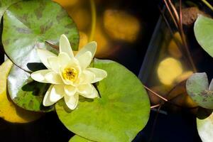 Close up of blooming white water lily in a pond photo