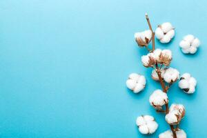 Autumn Floral composition. Dried white fluffy cotton flower branch top view on colored table with copy space photo