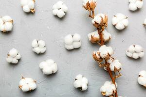 Autumn Floral Flat lay background composition. Dried white fluffy cotton flower branch top view on colored table with copy space photo