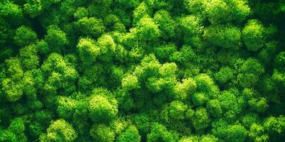 Green moss close up. Macrocosm of plants. Early spring and gardening  concept. 6995561 Stock Photo at Vecteezy