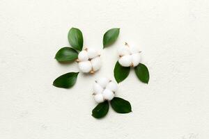 Autumn Floral Flat lay background composition. Dried white fluffy cotton flower branchwith green leaf top view on colored table with copy space photo