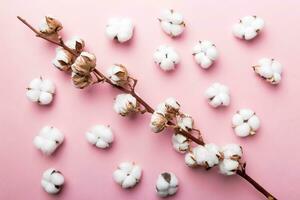 Autumn Floral Flat lay background composition. Dried white fluffy cotton flower branch top view on colored table with copy space photo