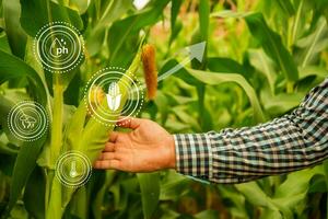 granjero comprobación maíz cosecha cultivado campo con inteligente agricultura interfaz iconos inteligente y nuevo tecnología para agricultura negocio concepto. foto