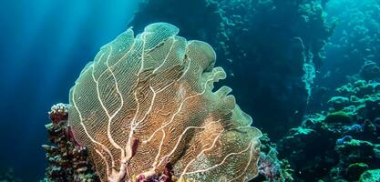 coral underwater sea underwater ecosystem tourism diving photo