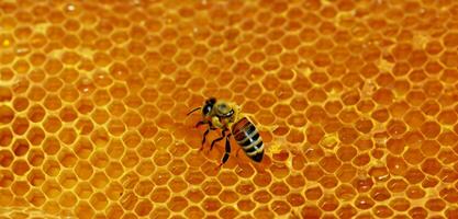 panal miel abejas polen succión avispas cerca arriba foto macro foto de un insecto