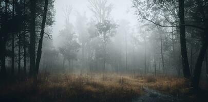 camino en el bosque en un lluvioso día misterioso mojado bosque remoto campo foto