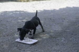 A Dog eating food alone from a bowl in the park. Selective focus.  Black small dog eat dirty food plate on the ground in the park photo