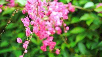 antigonon leptopus haak in natuur, bijen zijn vliegend en de wind blazen voorzichtig. 4k langzaam beweging. video