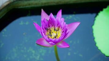 bi är flygande och äter pollen från lotus på en natur bakgrund. video