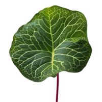 Beautiful leaf painting. AI-Generated. png