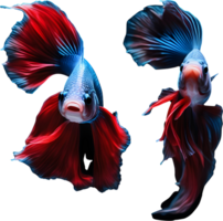 A painting of a Betta fish. AI-Generated. png