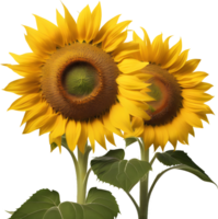 A painting of a sunflower. AI-Generated. png