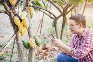 fruit gardener study cacao plantation photo