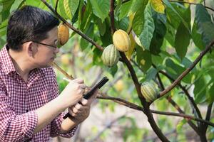 Fruta jardinero estudiar cacao plantación foto