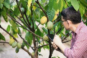 Fruta jardinero estudiar cacao plantación foto