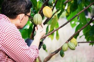 fruit gardener study cacao plantation photo