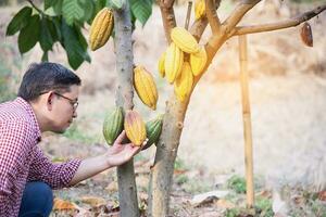 Fruta jardinero estudiar cacao plantación foto
