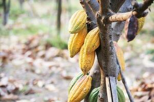 cacao fruit garden, tropical agricultural background photo