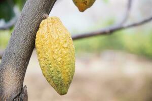 cacao fruit garden, tropical agricultural background photo