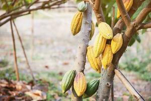 cacao fruit garden, tropical agricultural background photo