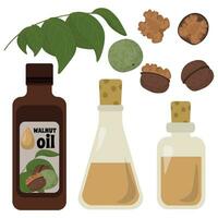 Set of walnut oil in bottles and a flask, walnut fruits and leaves in shell and without vector