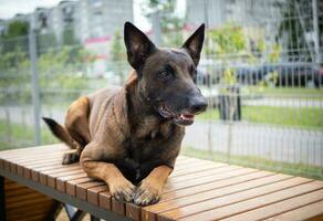 Portrait of a Belgian shepherd. photo