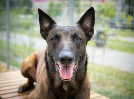 Portrait of a Belgian shepherd. photo