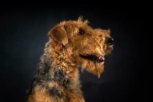 retrato de un airedale terrier en de cerca. foto