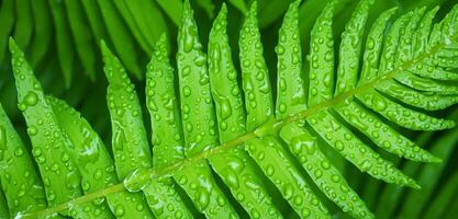 agua gotas en verde hojas Rocío en hojas el brillo de plantas después el lluvia foto