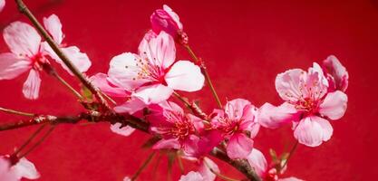 brillante antecedentes de Cereza flores naturaleza en Japón foto