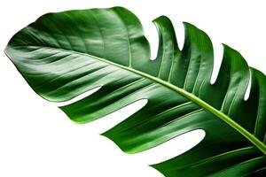 Tropical green leaf close-up isolated on white. Generative AI photo