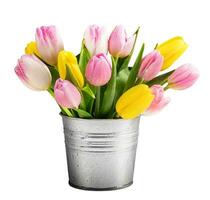 Tulip flowers in metal bucket isolated on white photo