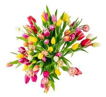 Tulip flower bouquet isolated on white background photo