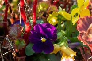 Flowers in the evening glow photo