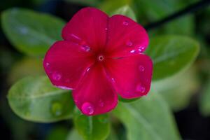 rojo cinco pétalo flor cubierto en agua gotas. foto