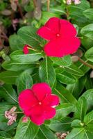Red flowers on the vine photo