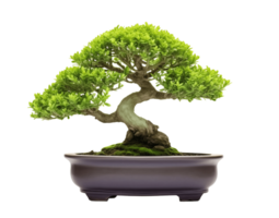 Small tree bonsai isolated on transparent background. PNG file, cut out. AI Generated