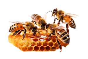 tre bin och honung hårkam isolerat på transparent bakgrund. png fil, skära ut. ai genererad