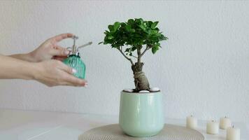 Close up of young woman taking care of home plant. Watering exotic Japanese tree. Woman spraying ficus ginseng bonsai tree with pure water from spray bottle. Splashing water on leaves. video