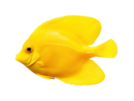 Yellow tang fish isolated on transparent background. PNG file, cut out. AI Generated