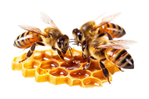 Three bees and honey comb isolated on transparent background. PNG file, cut out. AI Generated