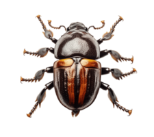 Rhinoceros beetles bug insect grub isolated on transparent background. PNG file, cut out. AI Generated