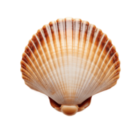 Scallop shell isolated on transparent background. PNG file, cut out. AI Generated