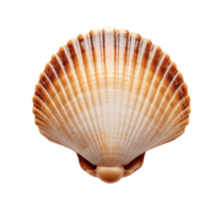 coquille coquille isolé sur transparent Contexte. png déposer, Couper dehors. ai généré