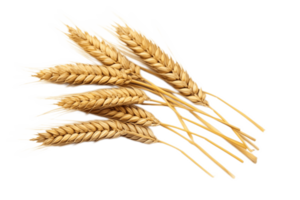 wheat ears isolated on transparent background. PNG file, cut out. AI Generated