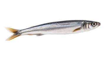 Anchovy isolated on transparent background. PNG file, cut out. AI Generated