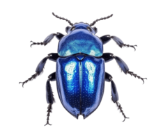 Shiny blue beetle isolated on transparent background. PNG file, cut out. AI Generated