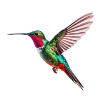 Hummingbird isolated on transparent background. PNG file, cut out. AI Generated