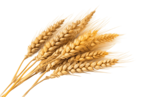 wheat ears isolated on transparent background. PNG file, cut out. AI Generated